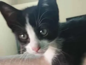 Gato raça SRD-ViraLata idade 2 a 6 meses nome Dudu 