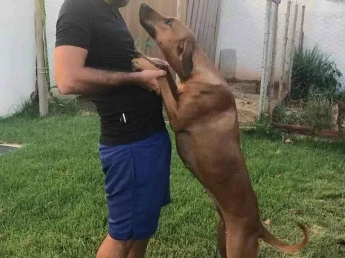 Cachorro ra a SRD-ViraLata idade 3 anos nome Sete