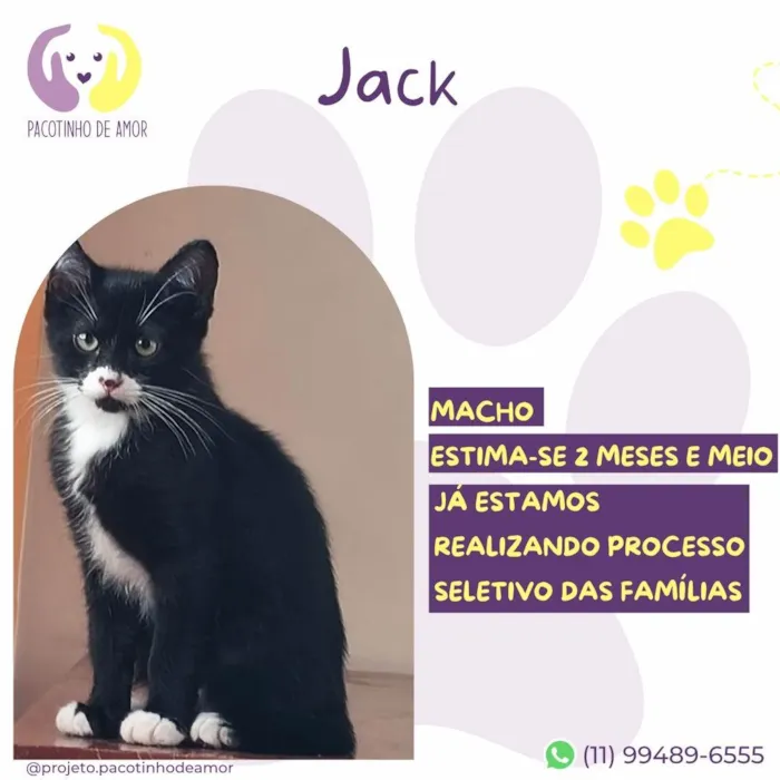 Gato ra a SRD-ViraLata idade 2 a 6 meses nome Jack