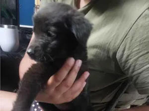 Cachorro raça SRD-ViraLata idade 2 a 6 meses nome Pingo