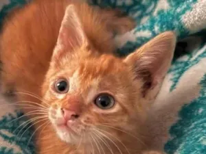 Gato raça SRD-ViraLata idade 2 a 6 meses nome Milo 