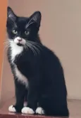 Jack