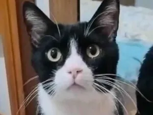Gato raça SRD-ViraLata idade 7 a 11 meses nome Tom 