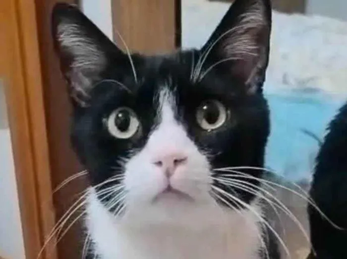 Gato ra a SRD-ViraLata idade 7 a 11 meses nome Tom 