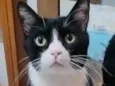 Tom