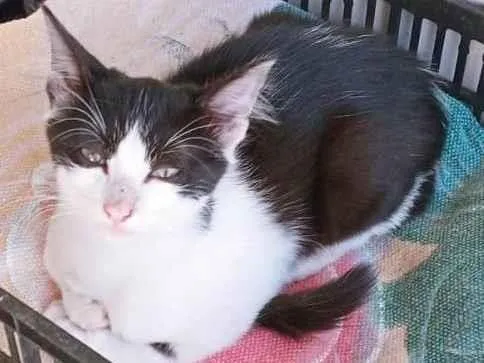 Gato ra a SRD-ViraLata idade 2 a 6 meses nome LEDA FRAJOLA