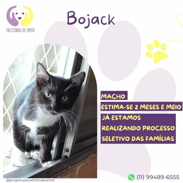 Gato ra a SRD-ViraLata idade 2 a 6 meses nome Bojack