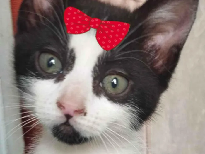 Gato ra a SRD-ViraLata idade 2 a 6 meses nome Sofia 
