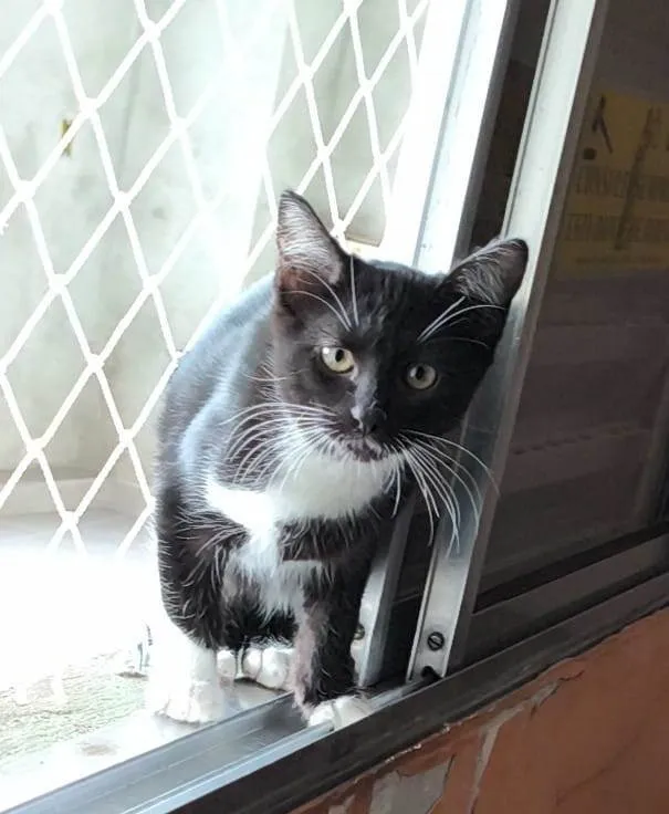 Gato ra a SRD-ViraLata idade 2 a 6 meses nome Bojack