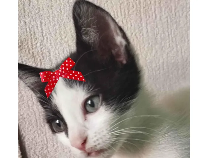 Gato ra a SRD-ViraLata idade 2 a 6 meses nome Belinha 