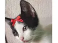 Belinha