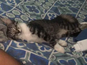 Gato raça  idade 2 a 6 meses nome Raysa caneja 