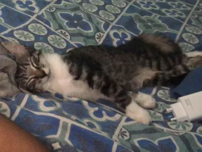 Gato raça  idade 2 a 6 meses nome Raysa caneja 