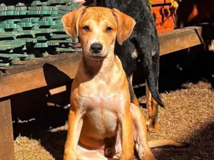 Cachorro raça SRD-ViraLata idade 2 a 6 meses nome Marquinhos