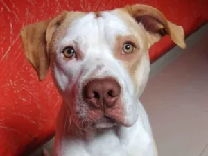 Cachorro raça Pit-Bull idade 3 anos nome Lucky 