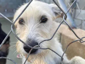 Cachorro raça SRD-ViraLata idade 2 anos nome Eskibon