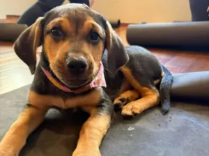 Cachorro raça SRD-ViraLata idade 2 a 6 meses nome Mariangela