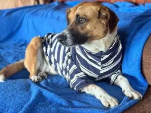 Cachorro raça SRD-ViraLata idade 3 anos nome Leandro 