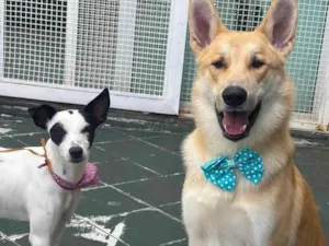 Cachorro raça SRD-ViraLata idade 2 anos nome João Grandão 