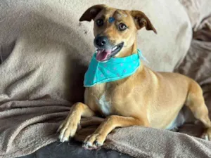 Cachorro raça SRD-ViraLata idade 1 ano nome Nina 