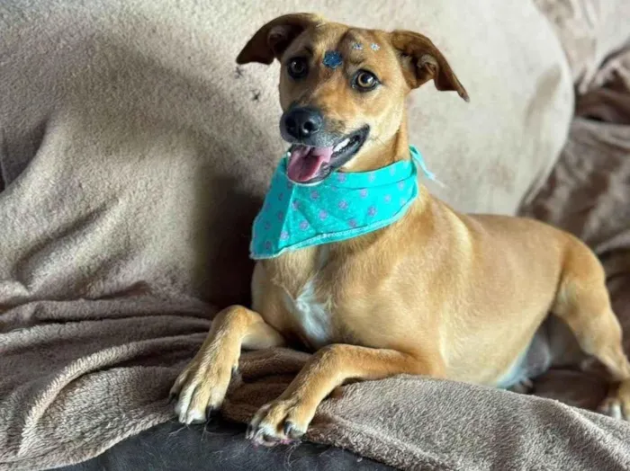 Cachorro ra a SRD-ViraLata idade 1 ano nome Nina 