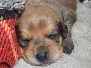 Cachorro raça SRD-ViraLata idade Abaixo de 2 meses nome Alan