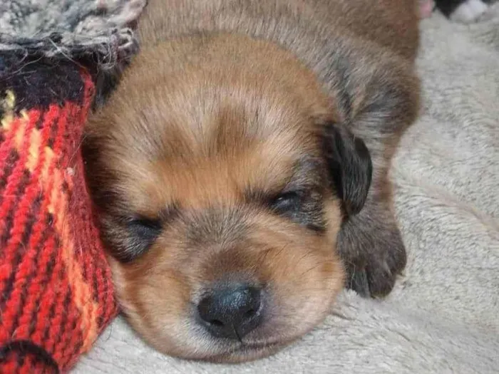 Cachorro ra a SRD-ViraLata idade Abaixo de 2 meses nome Alan