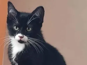 Gato raça SRD-ViraLata idade 2 a 6 meses nome Jack