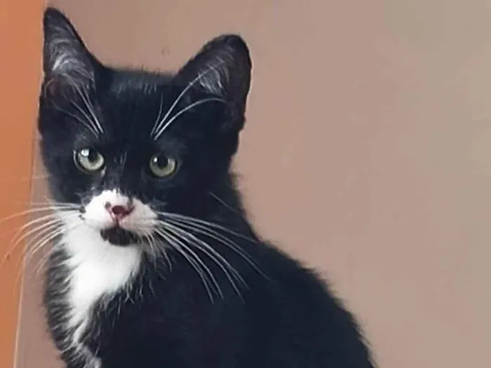 Gato ra a SRD-ViraLata idade 2 a 6 meses nome Jack