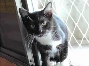 Gato raça SRD-ViraLata idade 2 a 6 meses nome Bojack