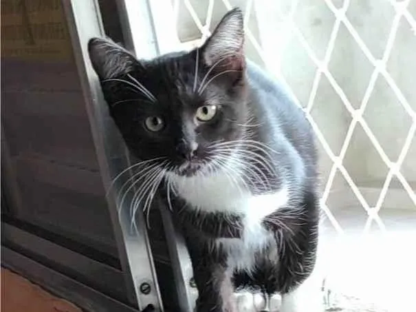 Gato ra a SRD-ViraLata idade 2 a 6 meses nome Bojack