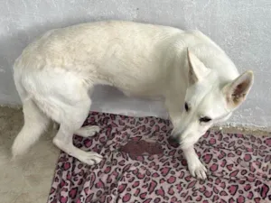 Cachorro raça Pastor Alemão idade 4 anos nome Pola 