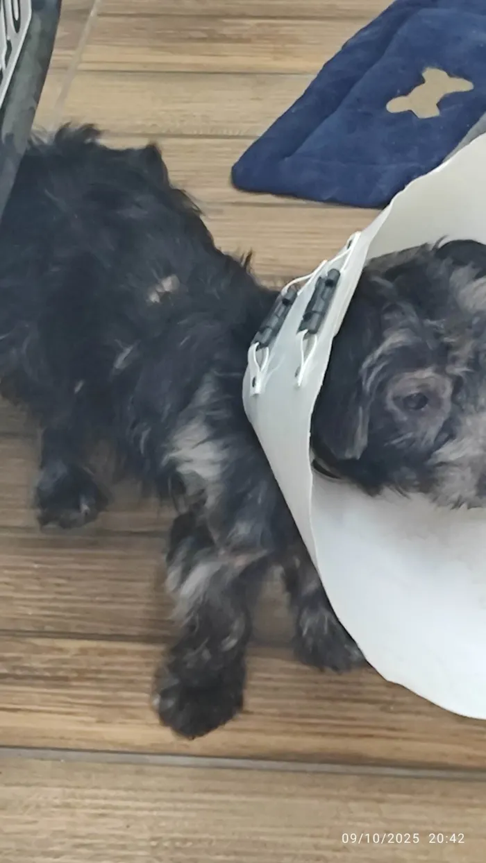 Cachorro ra a SRD-ViraLata idade 2 anos nome Pito