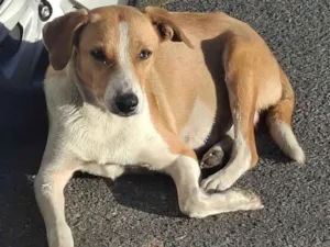 Cachorro raça SRD-ViraLata idade 2 anos nome CARAMELA 