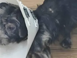Cachorro raça SRD-ViraLata idade 2 anos nome Pito