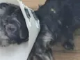Pito