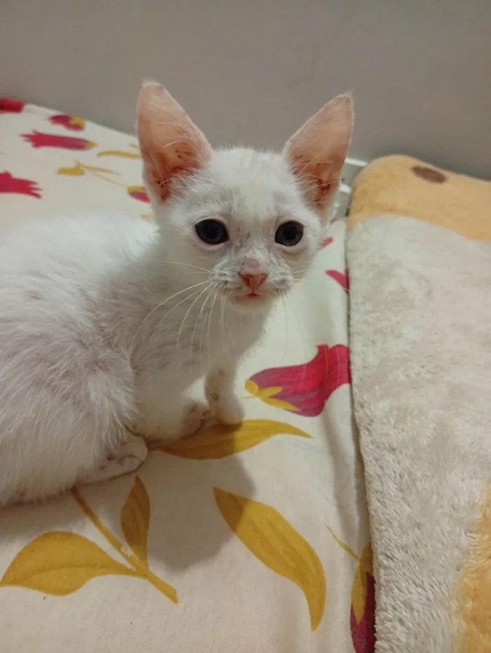 Gato ra a Ashera idade Abaixo de 2 meses nome Alice/Arthur 