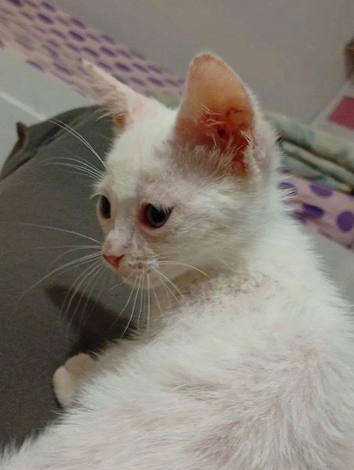 Gato ra a Ashera idade Abaixo de 2 meses nome Alice/Arthur 