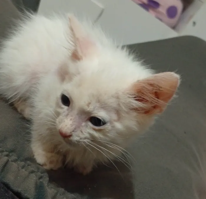 Gato ra a Ashera idade Abaixo de 2 meses nome Alice/Arthur 