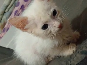 Gato raça Ashera idade Abaixo de 2 meses nome Alice/Arthur 