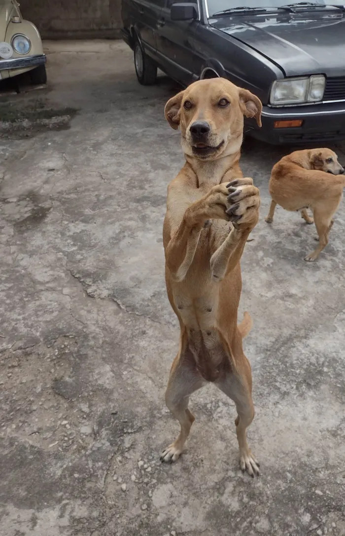 Cachorro ra a SRD-ViraLata idade 1 ano nome Laila