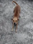 Laila