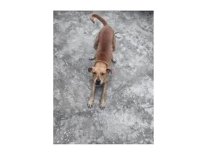 Cachorro raça SRD-ViraLata idade 1 ano nome Laila