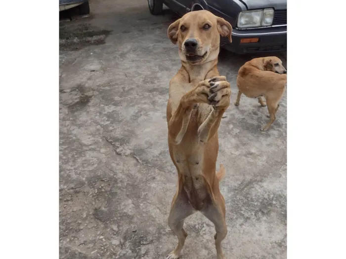 Cachorro ra a SRD-ViraLata idade 1 ano nome Laila