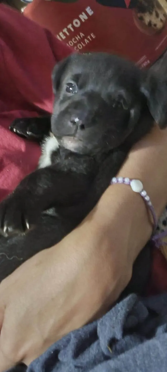Cachorro ra a SRD-ViraLata idade 2 a 6 meses nome Say