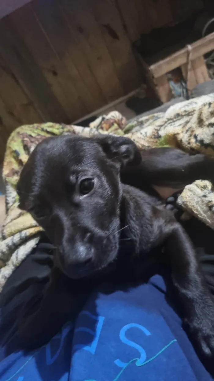 Cachorro ra a SRD-ViraLata idade 2 a 6 meses nome Say