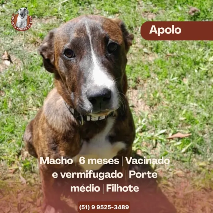 Cachorro ra a SRD-ViraLata idade 2 a 6 meses nome Apolo
