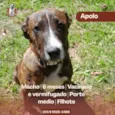 Apolo