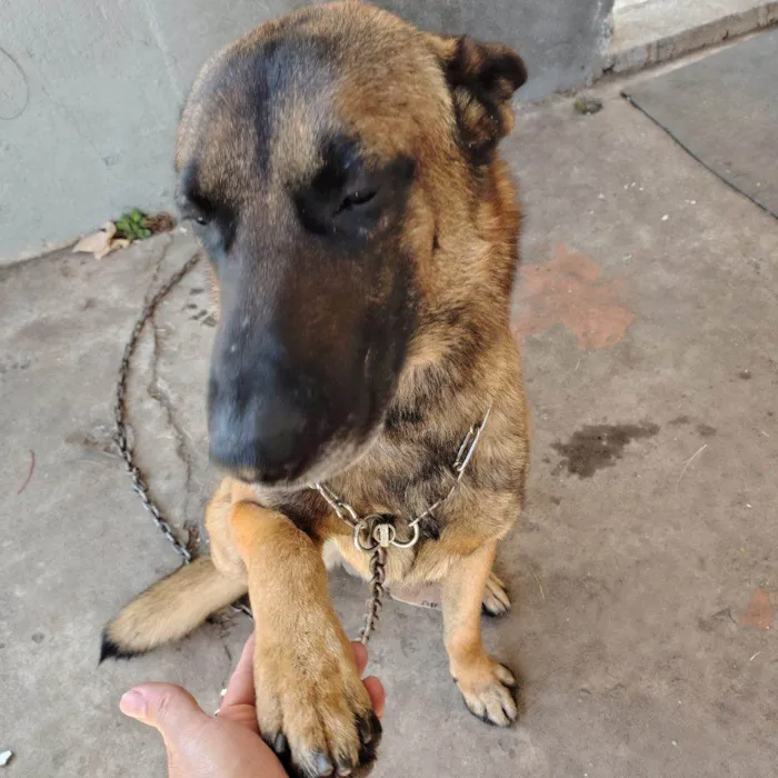 Cachorro ra a Pastor Alemão idade 2 a 6 meses nome Falar com Neusa - Whats 11 98435-4146