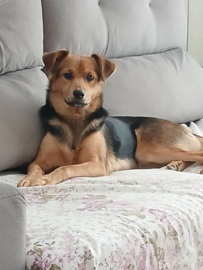 Cachorro ra a SRD-ViraLata idade 2 a 6 meses nome Falar com Ana - Whats 11 96916-0745